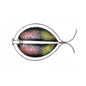 Wire Fish - Just-Oz