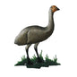 Emu Standing - Just-Oz