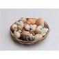 Basket of Assorted Shells